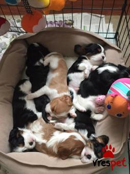 Ράτσα: Σπάνιελ Βασιλιά Καρόλου Καφέ - King Charles Spaniel | Ηλικία: 2 μηνών | Φύλο: Θηλυκό | Αρ. Microchip: 985113009545955 | Ιδιώτης | Εκπαιδευμένο | Pedigree | Περιοχή: Αθήνα, Αττική